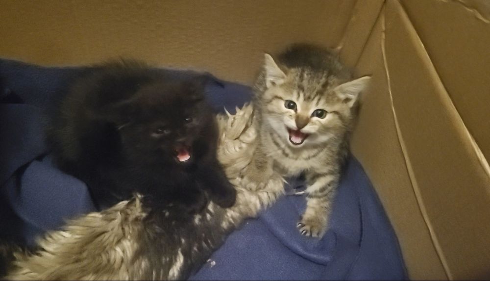 Отдам бесплатно котят