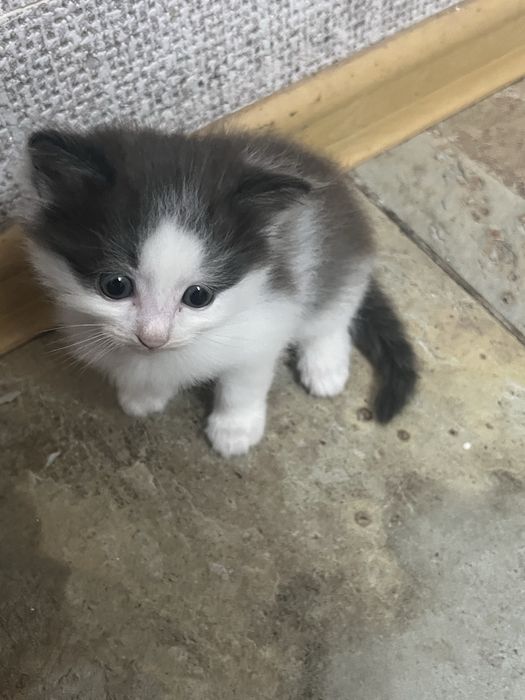 Котенок в подарок