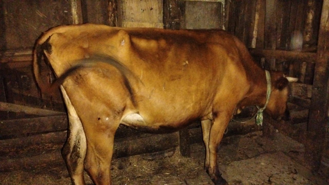 Продаю молочную корову