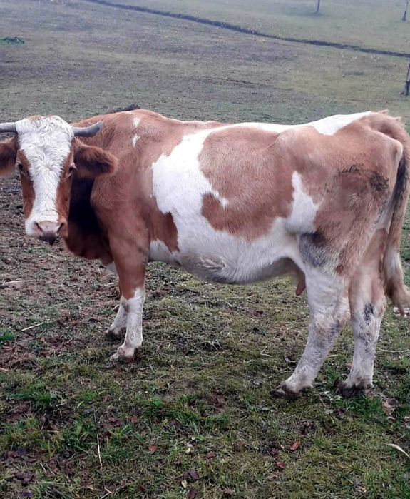 Vând vacă în vârstă de 9 ani