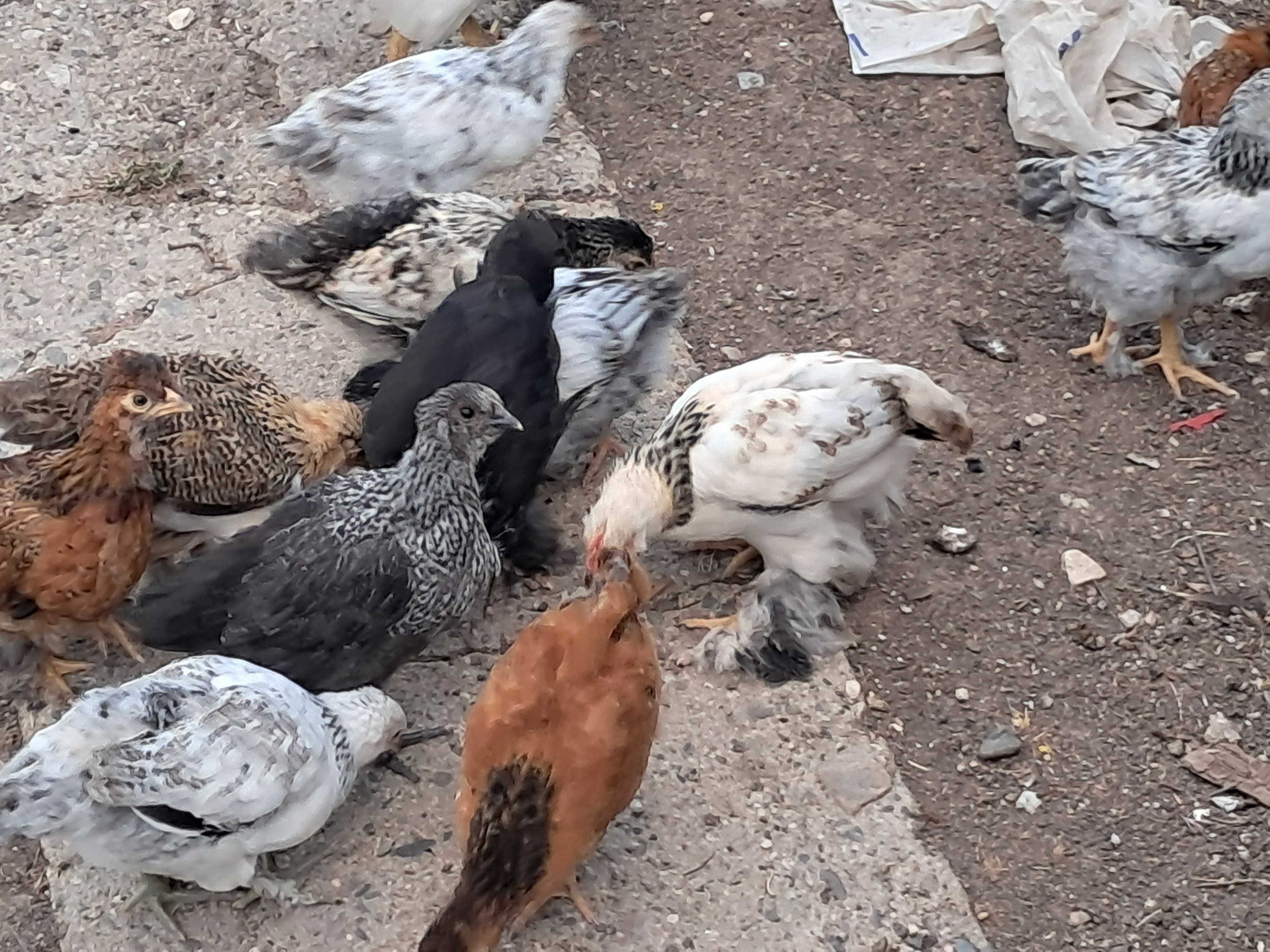 Ярки , пилета , пъдпъдъци