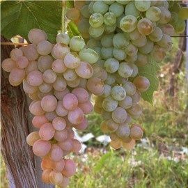 Vita de vie nobilala alba de vin