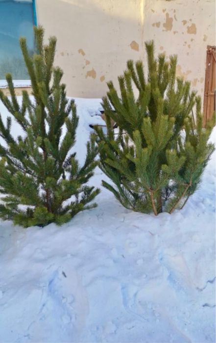 Новогодние ёлки сосна