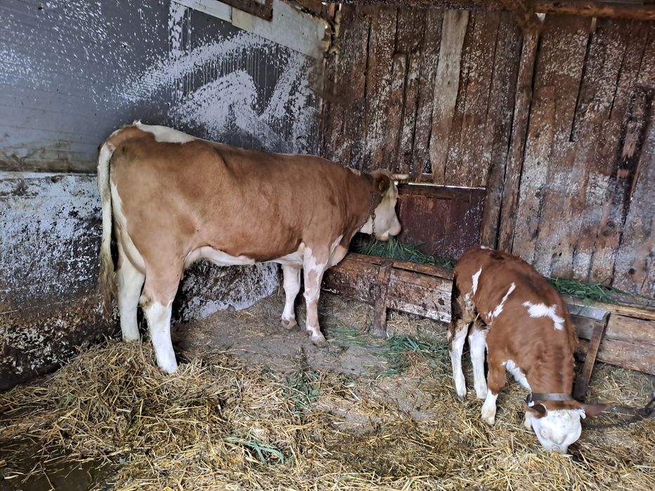 Vand juninca la a doua fatare cu tauras