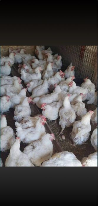 Gaina alba rasa grea 4 kg