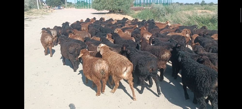 180бас қозы сатылады