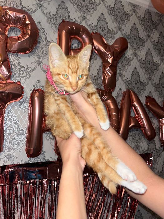Отдам котенка в добрые руки