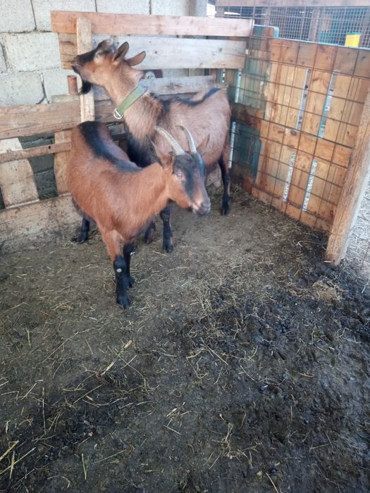 Vand țap alpin francez