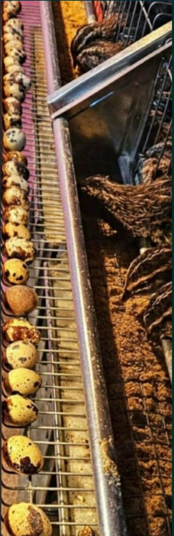 PREPELIȚE Slobizia, Ouă INCUBAT JAPONEZĂ GIGANT de vanzare, pui/tinere