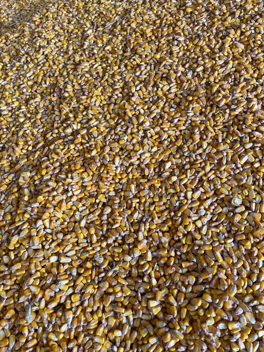 Vând porumb recoltă 2025