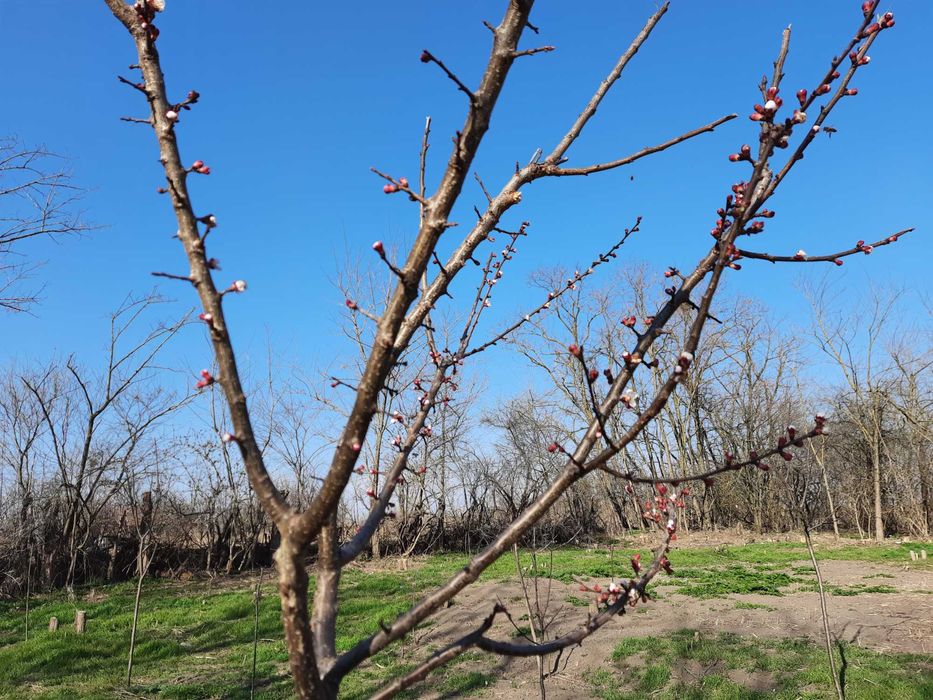 Teren intravilan 1500mp Bitina-Pamanteni Com Movilita Ialomita E85