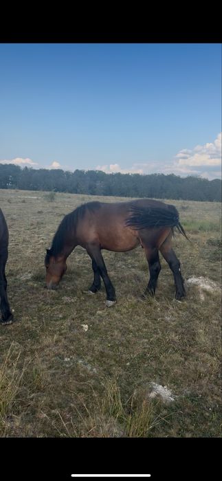 Vand manz de 1 an si 4 luni