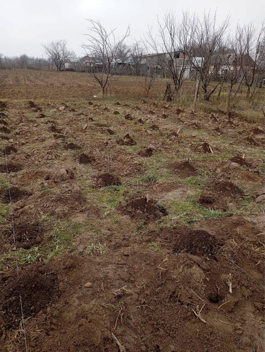 Plantăm livezi, curatare, stropiri!
