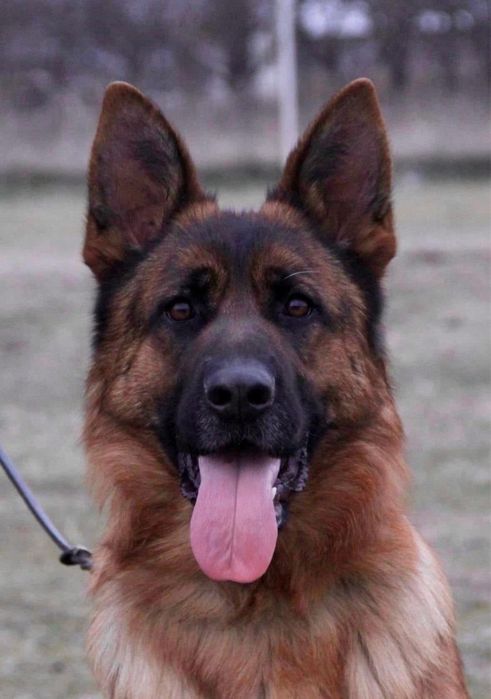 Mascul par lung cu pedigree top