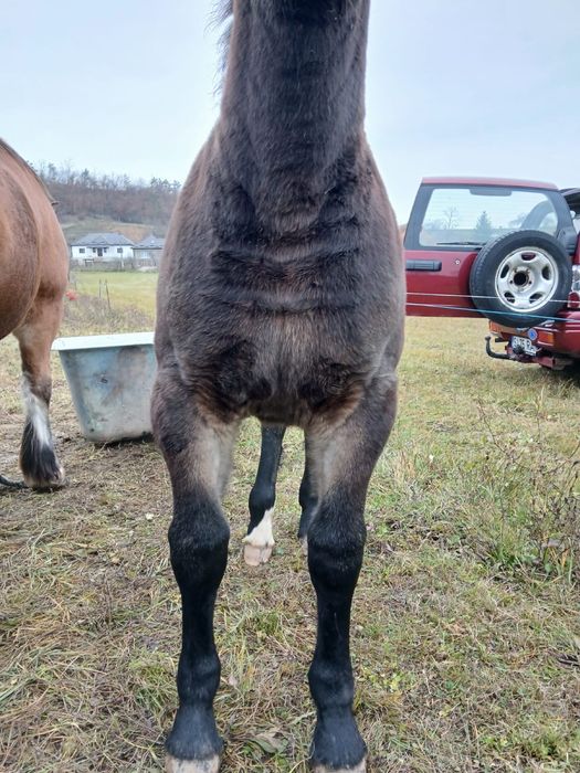 Vand manza de 3 luni junatate