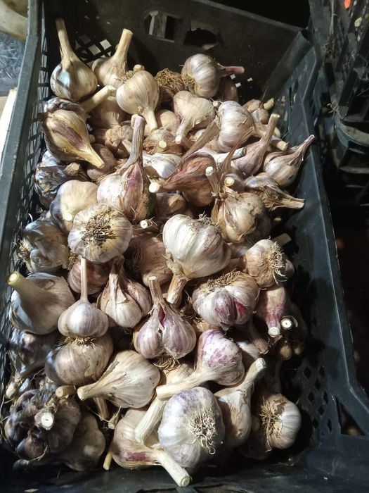 Продам чеснок домашний