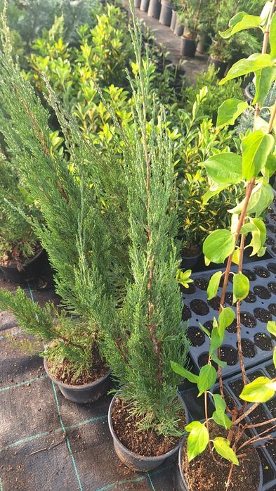 Бързорастящи и вечнозелени растения