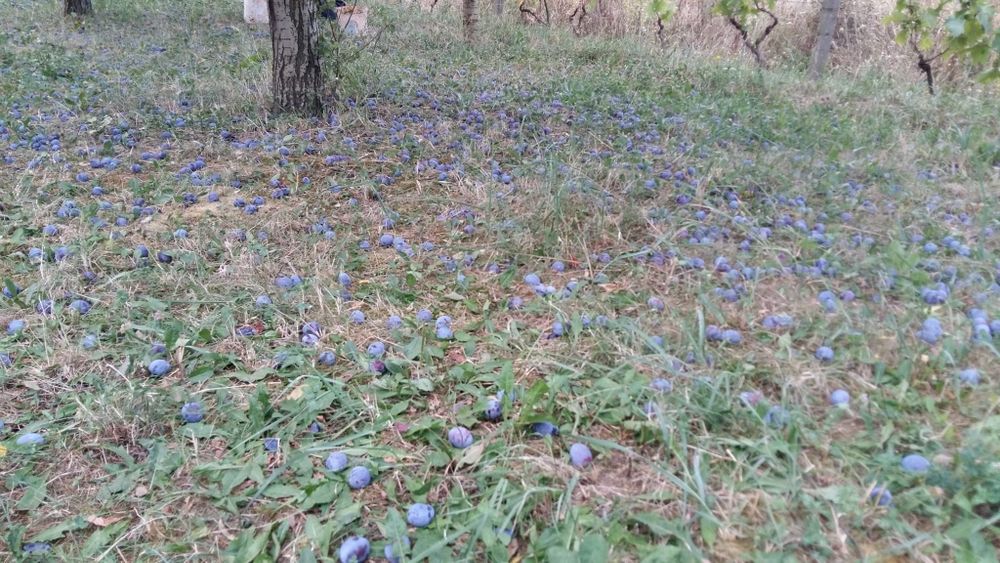 Teren intravilan Oradea str Fagetului 17