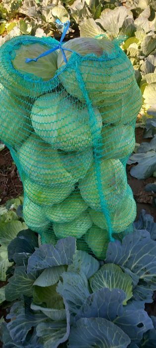 Varza plata pentru murat