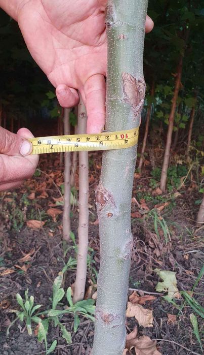 Vand copaci ornamentali calitate extra mesteacan-tei-platan-frasin