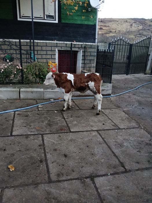 De vânzare vacă fătată