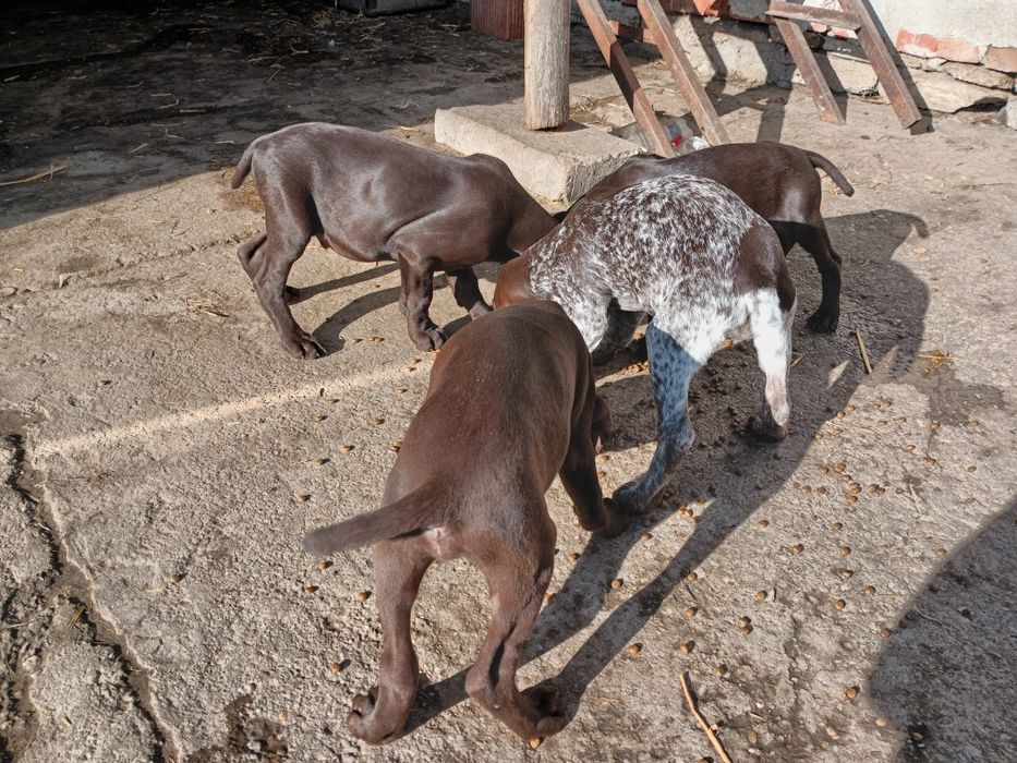 Продавам кученца Курцхаар