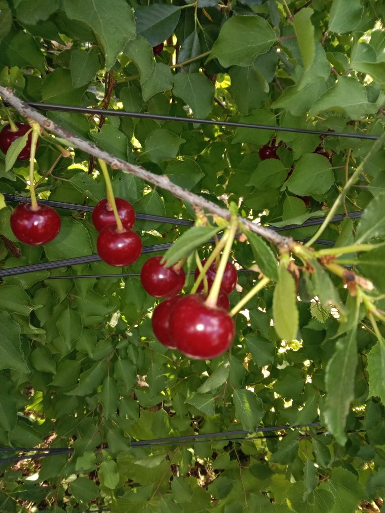 Продам дом крупную вишня