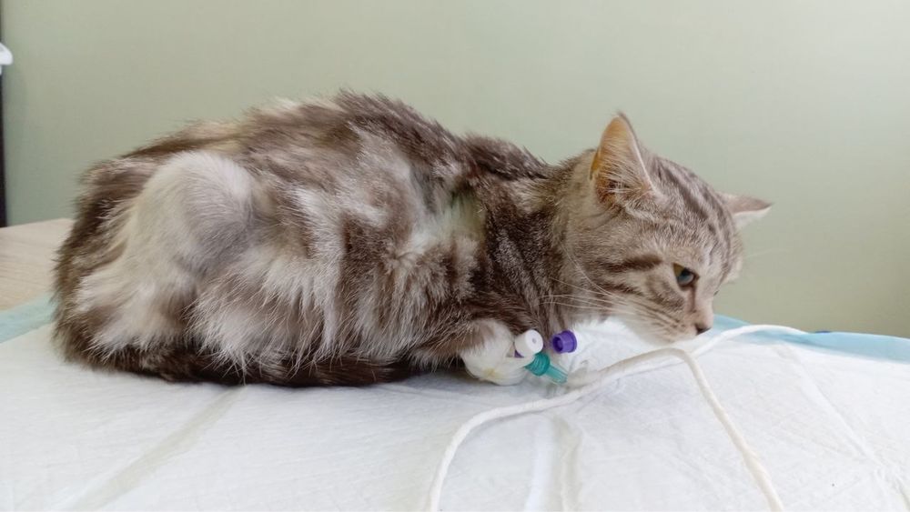 Требуется донор крови