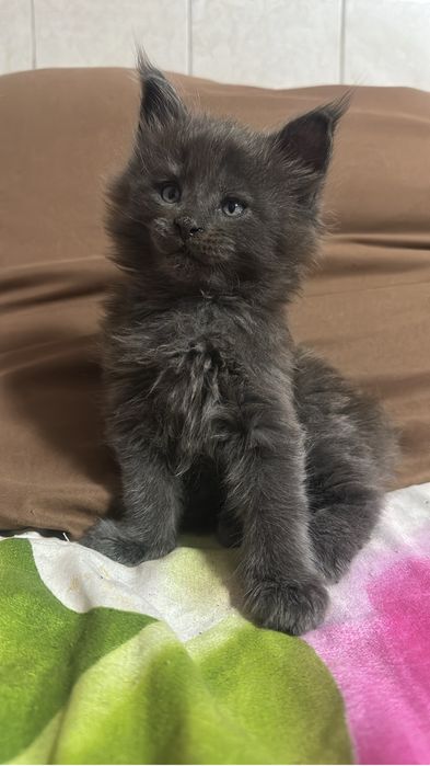 Котята мейнкуны!