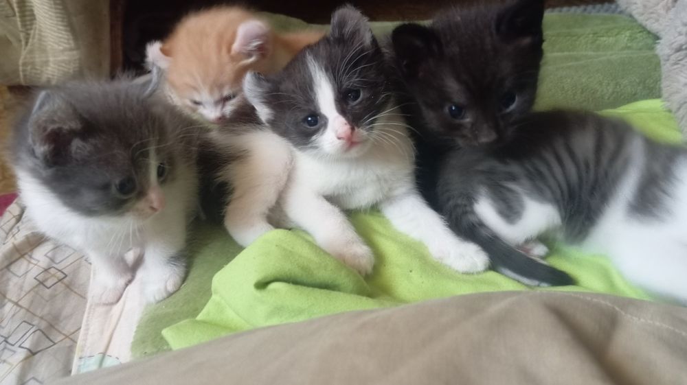 Отдам в добрые руки