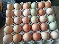 Ouă de la găini de casă