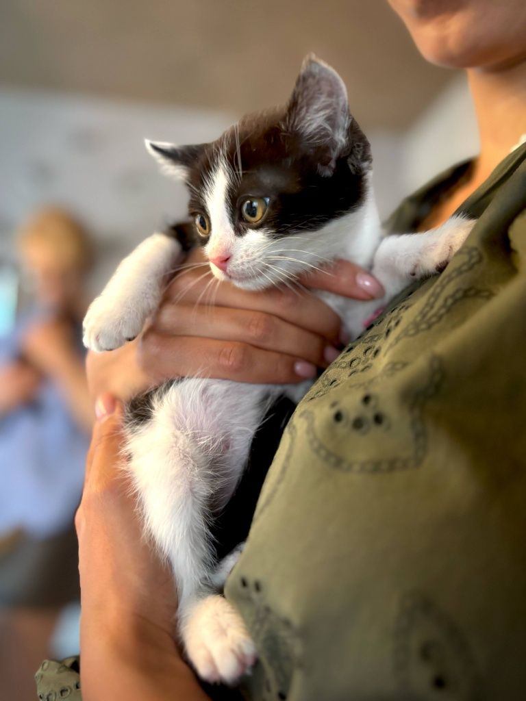 Мъжко коте на 2 месеца търси дом