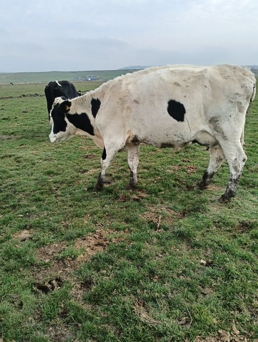 Vând 20 de vaci mulgătoare