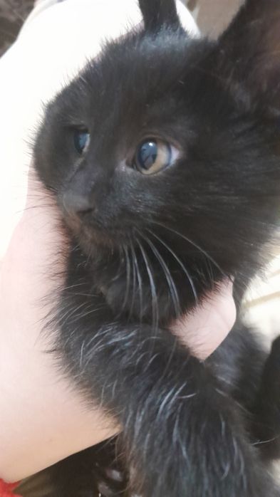 Котёнок, отдам в хорошие руки