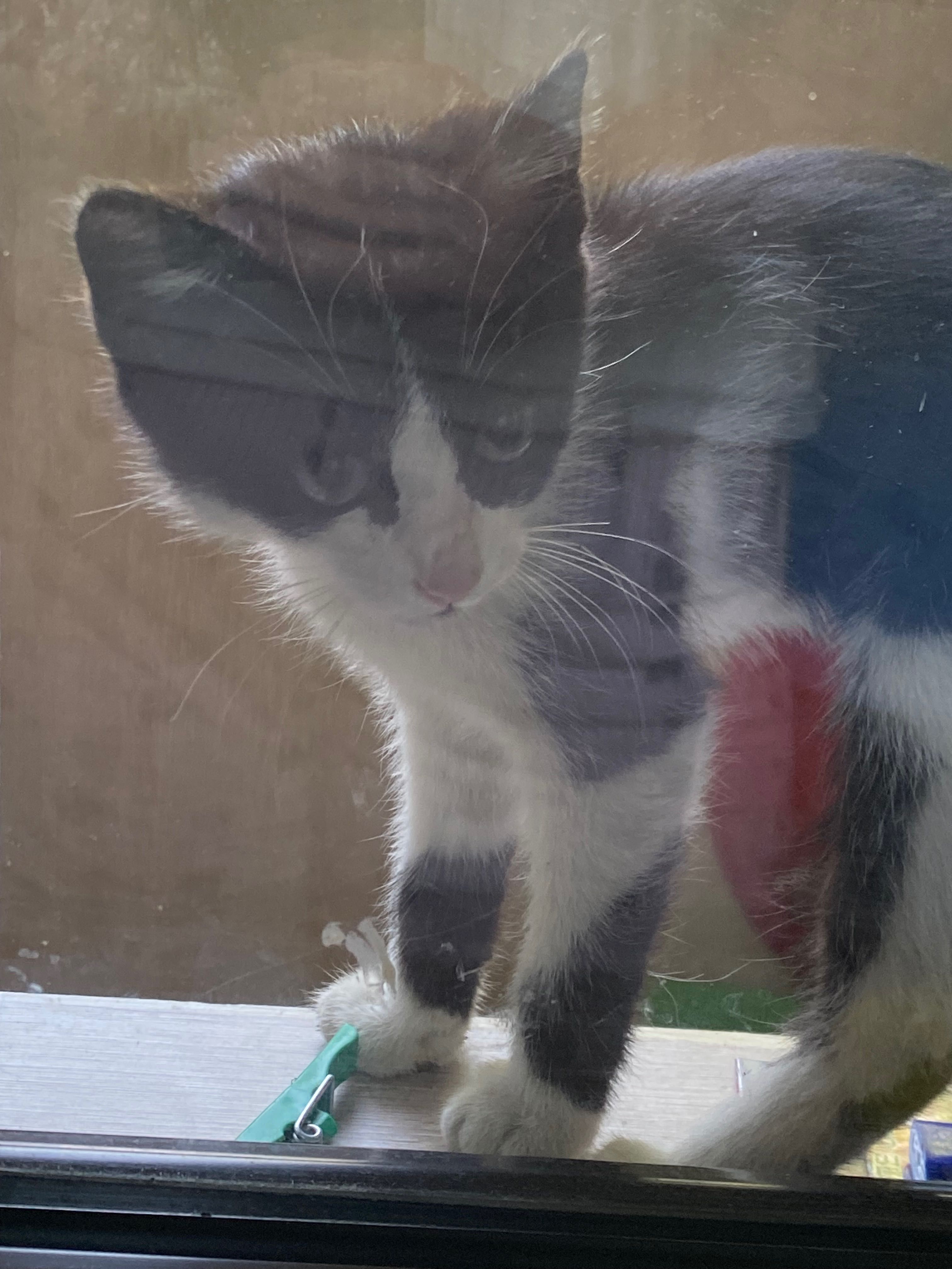 Котенок кошка кошечка
