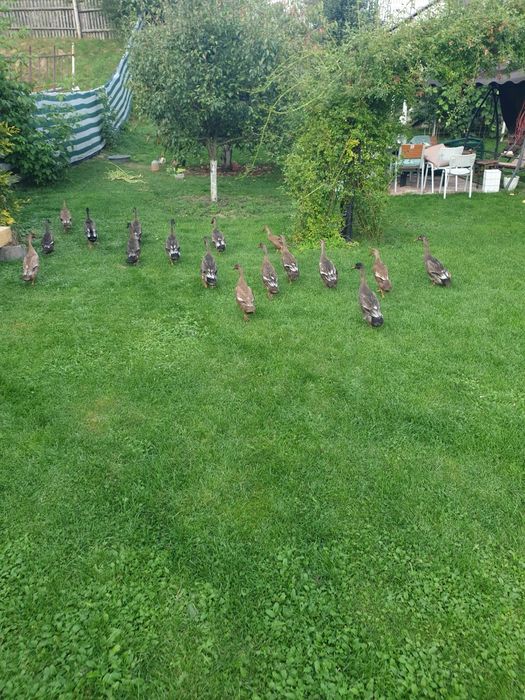 Rate alergatoare pentru melci