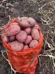 Продам картофель