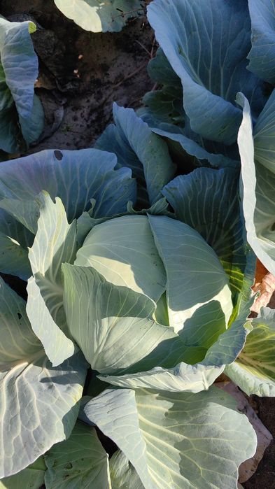 Varza Romaneasca Victoria cu foaia subțire special pentru sarmale.