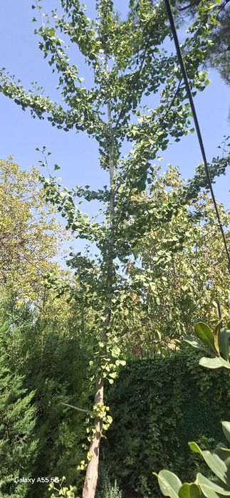 Дерево гинкго билоба  двухлопастный высота 7-8 метров в ташкенте