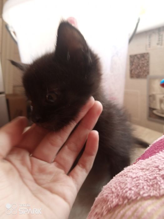 Черный котенок..