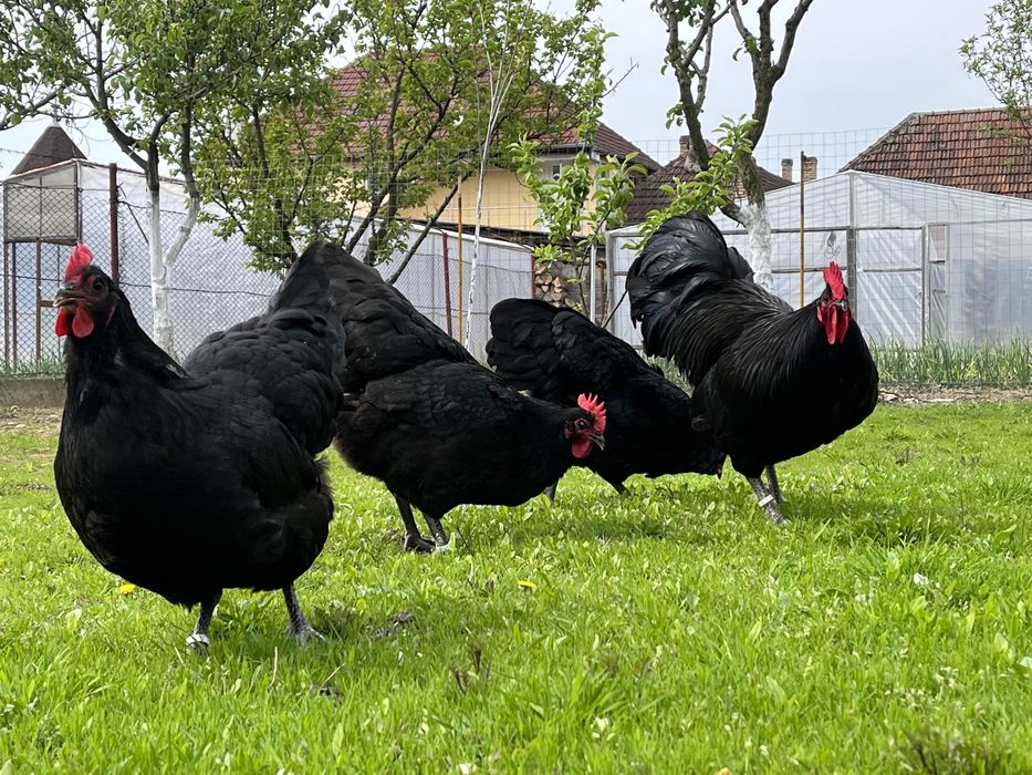 Oua pentru incubat rasa australorp