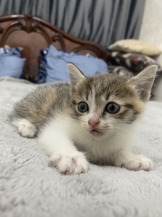 Отдам котят в добрые руки