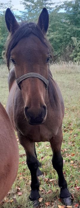 Vând manz sau schimb