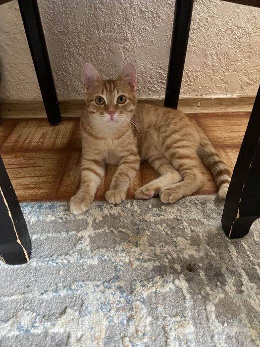 Рыжий котейка ищет добрую семью.