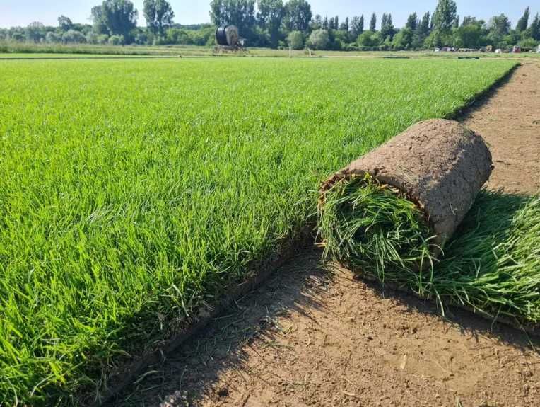 Gazon Dens și Sănătos – Fără Buruieni, Fără Găuri