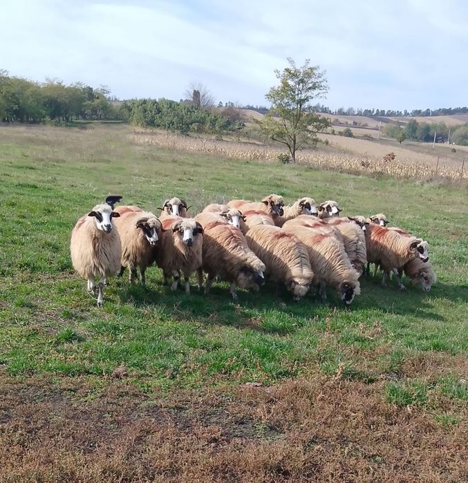 Vând Animale ce se vede