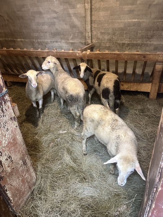 Продавам Хубави Агнета