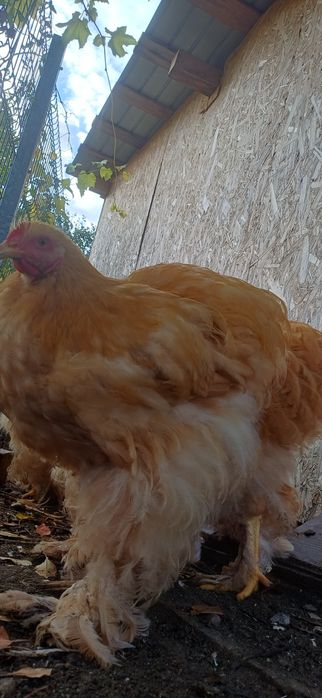 Cocoș cochinchina uriaș