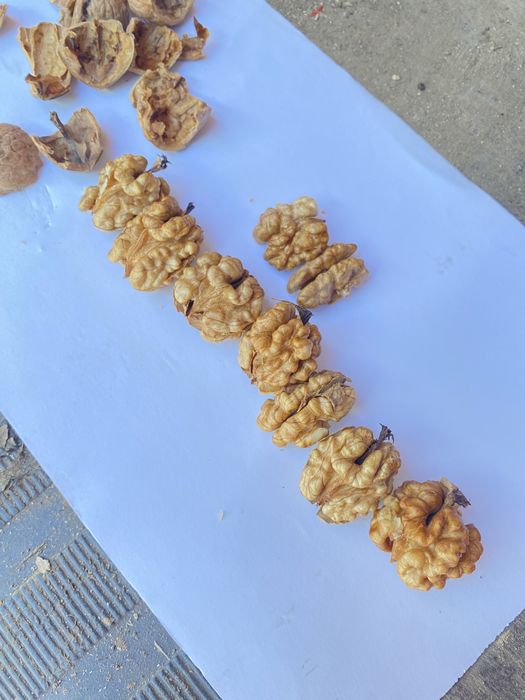 Nuci in coajă 2025 Cantități Mari