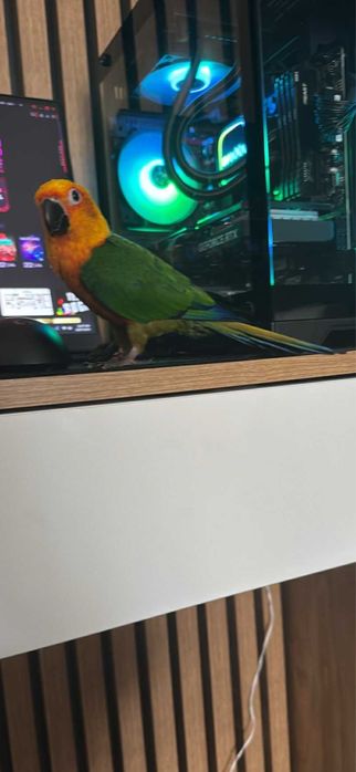 Vad papagal aratinga mascul